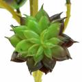 Floristik24 Succulent Pick Green/Brown 35,5cm
