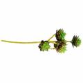 Floristik24 Succulent Pick Green/Brown 35,5cm