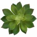 Floristik24 Succulent Houseleek Zielony 14cm