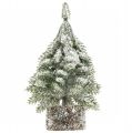 Floristik24 Choinka ze śniegiem, dekoracja świąteczna, jodła dekoracyjna W14cm