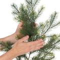 Sztuczna gałązka jodły ozdobnej do kreatywnej florystyki, 175 cm | Floristik24.pl