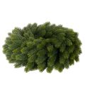 Wieniec z gałązek jodłowych, zielony, okrągły, 50 cm | Floristik24.pl