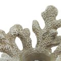 Floristik24 Świecznik na tealighty dekoracja koralowa morska szarość Ø12cm W8cm