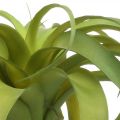 Floristik24 Tillandsia sztuczna do przyklejenia jasnozielonej sztucznej rośliny 30cm