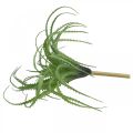 Floristik24 Aloes sztuczny zielony sztuczna roślina do przyklejania zielonej rośliny 38Øcm