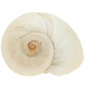 Floristik24 Dekoracja stołu marynistyczna, puste muszle ślimaków białe 4–5cm mix 500g