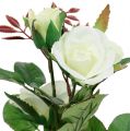 Floristik24 Dekoracja stołu Róża w doniczce biała 24cm