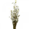 Floristik24 Suszone kwiaty Acroclinium Kwiaty białe suche florystyka 60g