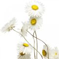Floristik24 Suszone kwiaty Acroclinium Kwiaty białe suche florystyka 60g