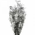 Floristik24 Suszony kwiat Massasa czarna naturalna dekoracja 50-55 cm pęczek 10 sztuk