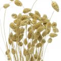 Floristik24 Suszony kwiat Phalaris, pęczek trawy ozdobnej, florystyka sucha, natura boho, bielona dł.55cm 100g