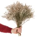 Suszone kwiaty lawendy plażowej Statice natura 1kg | Floristik24.pl