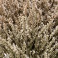 Suszone kwiaty lawendy plażowej Statice natura 1kg | Floristik24.pl