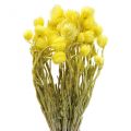Floristik24 Suszone kwiaty kwiaty czapkowe żółte kwiaty słomkowe wys. 42cm