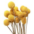 Floristik24 Kwiaty suszone Craspedia suszona, podudzia żółte 50cm 20szt
