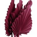 Floristik24 Dekoracja z suszonych kwiatów, palma suszona wino czerwone 37cm 4szt