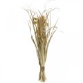 Floristik24 Suszone trawy i zboża naturalne w pęczku suszony bukiet 48cm