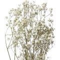 Floristik24 Kwiaty suszone Gypsophila Gypsophila White 58cm 7g