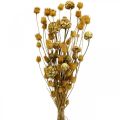 Floristik24 Suszony bukiet kwiatów karczoch truskawka oset naturalny 40–55cm 100g