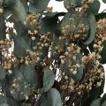 Floristik24 Bukiet suszonych kwiatów eukaliptusa łyszczec zakonserwowany 50cm w kolorze zielonym