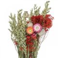 Floristik24 Bukiet suszonych kwiatów Bukiet kwiatów polnych Czerwony W50cm 150g