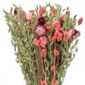 Floristik24 Bukiet suszonych kwiatów kwiaty słomy ziarno maku kapsułki turzyca Phalaris 55cm