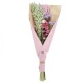 Floristik24 Bukiet suszonych kwiatów słomianych kwiatów plażowych liliowo-różowych 58cm