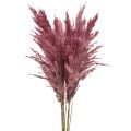 Floristik24 Suszona trawa trzcinowa, suszona trawa ozdobna, antyczna róża, 75 cm, 10 sztuk