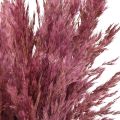 Suszona trawa trzcinowa, suszona trawa ozdobna, antyczna róża, 75 cm, 10 sztuk | Floristik24.pl