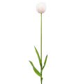 Floristik24 Tulipan biało-różowy 86cm 3szt