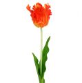 Floristik24 Tulipan Pomarańczowy 70cm