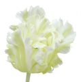Floristik24 Tulipan sztuczny biały 70cm