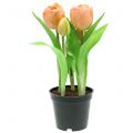 Floristik24 Tulipan Real Touch Peach 23cm