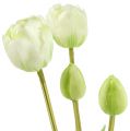 Floristik24 Tulipany Kremowe Prawdziwe Dotykowe Dekoracje Kwiatowe L43,5cm 5szt