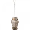 Floristik24 Vintage latarnia sowa latarnia ogrodowa świecznik na tealighty złoty wys. 29 cm