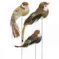 Floristik24 Wiosenna dekoracja, mini ptaszki, ozdobne ptaszki na drucie brązowy, beżowy wys.2,5cm 24szt