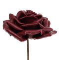 Floristik24 Róża woskowa ciemnoczerwona Ø10cm 6szt.