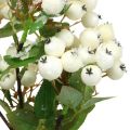 Floristik24 Gałązki bożonarodzeniowe, snowberry, sztuczna roślina ośnieżona dł. 58 cm