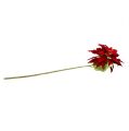 Floristik24 Poinsettia Czerwona 70cm
