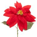Floristik24 Sztuczna poinsecja czerwona, pojedyncza łodyga, dekoracja 82 cm