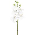 Floristik24 Biała sztuczna orchidea Phalaenopsis Real Touch 32cm