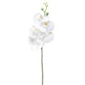 Floristik24 Biała sztuczna orchidea Phalaenopsis Real Touch 85cm
