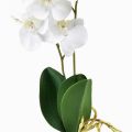 Floristik24 Biała orchidea na kikucie Sztuczna Phalaenopsis Real Touch 39cm