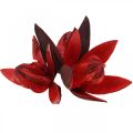 Floristik24 Dzika lilia czerwona naturalna dekoracja suszone kwiaty 6-8cm 50szt