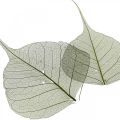 Floristik24 Liście wierzby szkieletowe ciemnozielone, dekoracja naturalna, liście ozdobne 200 szt
