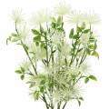 Floristik24 Kwiat jedwabiu ksantium biały 53 cm 6 sztuk