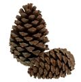 Floristik24 Szyszki Pinus Maritima 10cm - 15cm naturalne 3szt