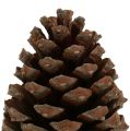 Floristik24 Szyszki Pinus Maritima 10cm - 15cm naturalne 3szt