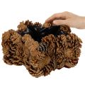 Doniczka szyszkowa, kształt gwiazdy, 30 cm | Floristik24.pl