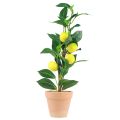 Floristik24 Sztuczna roślina cytrynowa w doniczce 42cm